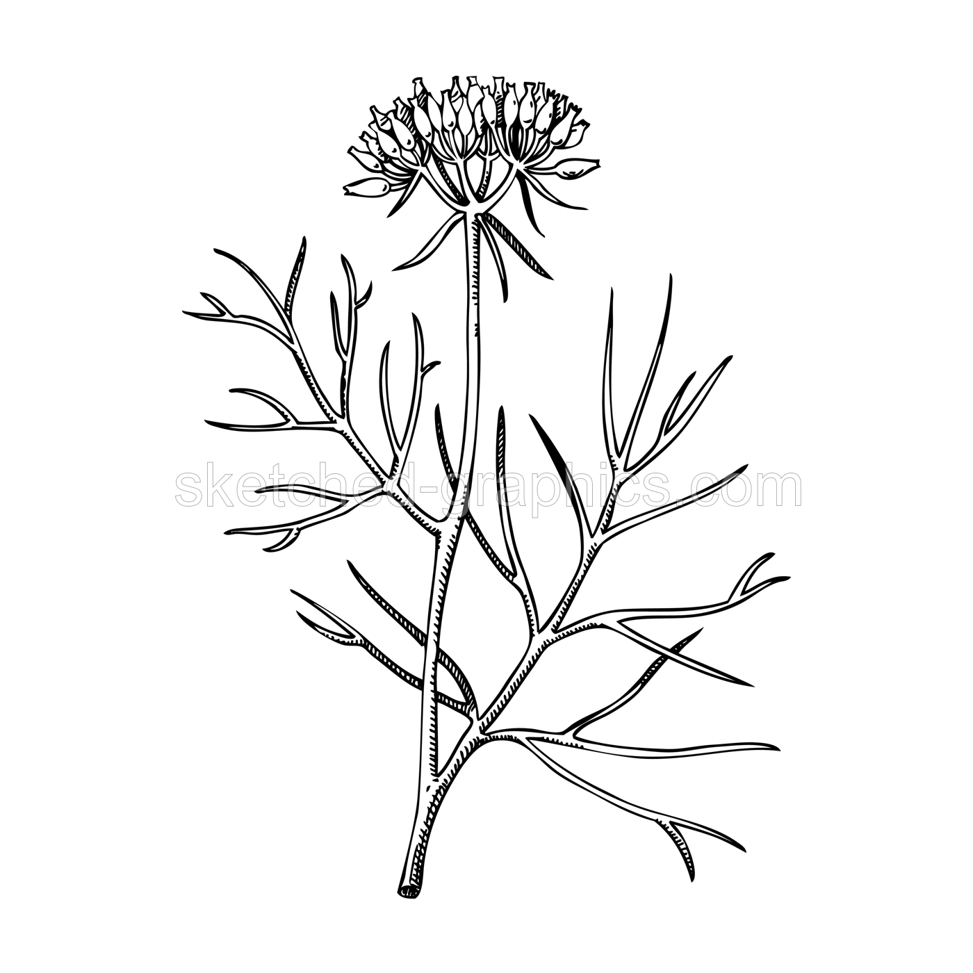 Cumin plant sketch. Kitchen spice drawing. Indian herbs and spices hand-drawn vector illustration. NOT AI genereted Illustration